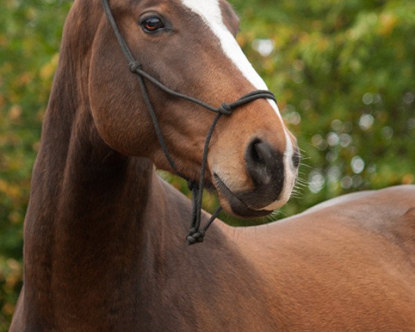 Pferd Famous (KWPN (Niederländisches Warmblut), 2010)