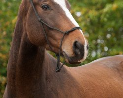 Pferd Famous (KWPN (Niederländisches Warmblut), 2010)