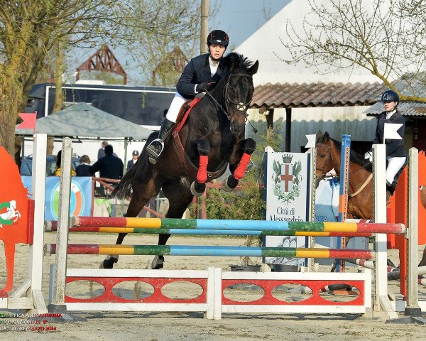 jumper Quito 38 (Holsteiner, 2006, from Quick Nick 4)