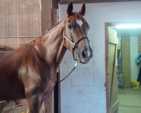 horse Wangri Girl CH (Swiss Warmblood, 1991, from Wandango)