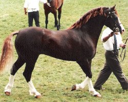 Pferd Llansantffraed Lord Oliver (Welsh-Cob (Sek. D), 1990, von Ffoslas Lord Thomas)