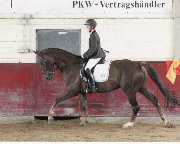 dressage horse Dynastie 100 (Hanoverian, 2007, from Don Frederico)