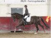 dressage horse Dynastie 100 (Hanoverian, 2007, from Don Frederico)