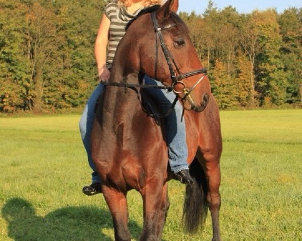 horse Campari (Holsteiner, 2004, from Contender)