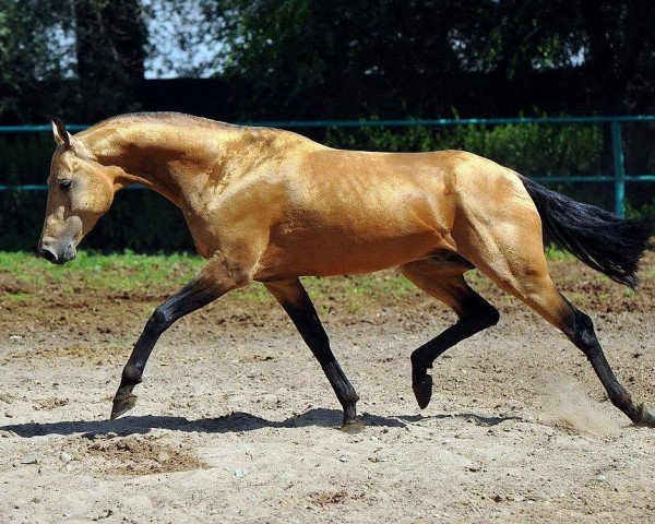 horse Salavat (Akhal-Teke, 2007, from Tadjmakhal)