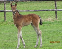 broodmare Ray of Rosebud (Westphalian, 2010, from Riccio)