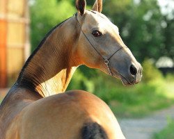 horse Greys (Akhal-Teke, 2009, from Salyr)