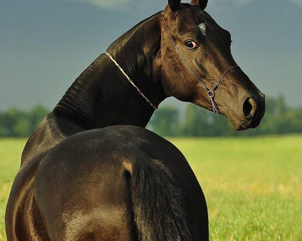 Pferd Yazgym (Achal Tekkiner, 2008, von Yazaidym)