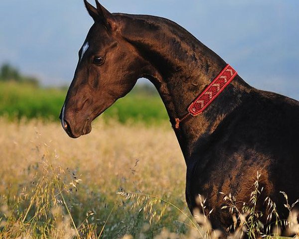 horse Garagush (Akhal-Teke, 2009, from Gozgan)