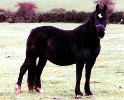 Zuchtstute Gwenllan Blodwen (Welsh-Cob (Sek. D), 1992, von Thorneyside Flyer)