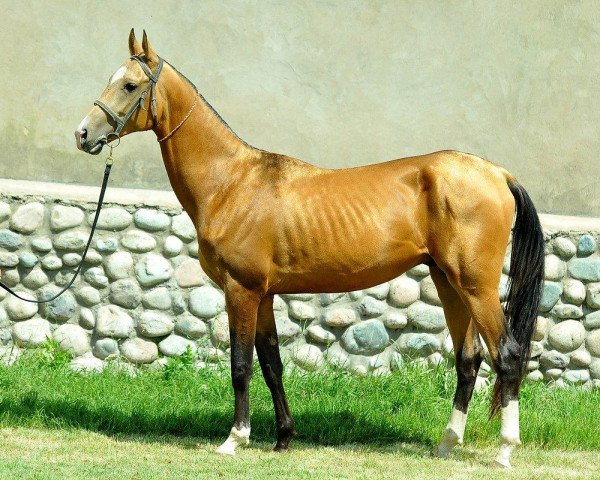 horse Marapat (Akhal-Teke, 2011, from Pirakhmed)