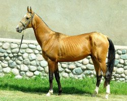 horse Marapat (Akhal-Teke, 2011, from Pirakhmed)