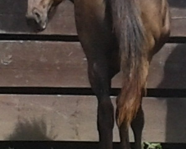 broodmare MA Kiss Me Kate (Quarter Pony, 2012, from Lord Shining Shado)