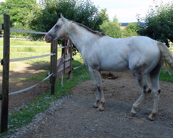 Deckhengst Lord Shining Shado (Appaloosa,  , von Lord Spring Imp)