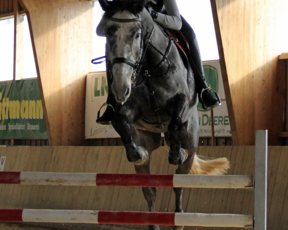 Springpferd Hustler Van De Hoendrikshoeve (Belgisches Warmblut, 2007, von Winningmood van de Arenberg)