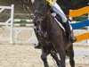 dressage horse Little Julie (Westphalian, 2001, from Levados)