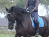 dressage horse Salinero G (Oldenburg, 2009, from Sir Willson)