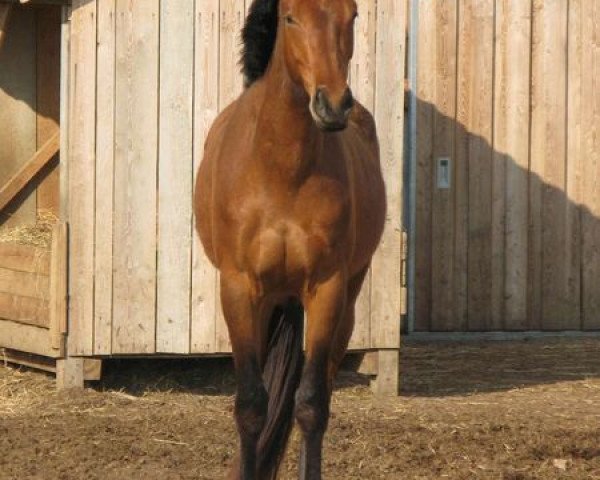 broodmare Sandro Girl 00003 (German Sport Horse,  , from Sandro Boy)