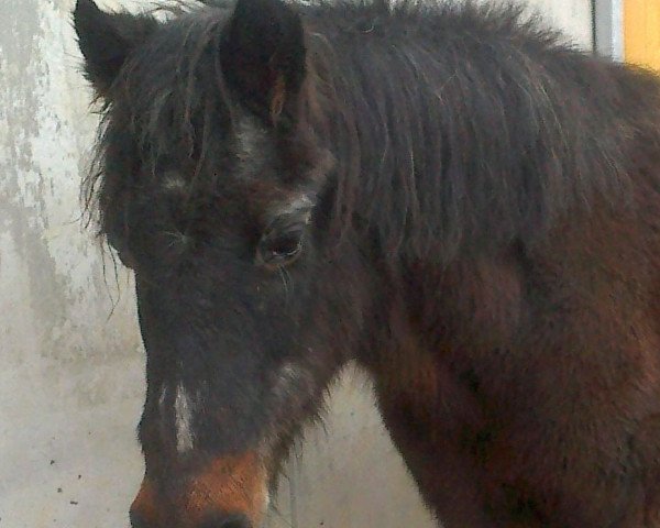 broodmare Babsi (Welsh-Pony (Section B), 1977, from Helie Tywysog)