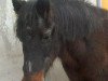 broodmare Babsi (Welsh-Pony (Section B), 1977, from Helie Tywysog)