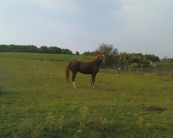 broodmare Boney (Austrian Reitpony, 1995, from Ibn Galal (Gazir))