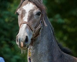 broodmare Design Deluxe (Oldenburg, 2012, from De Martino)