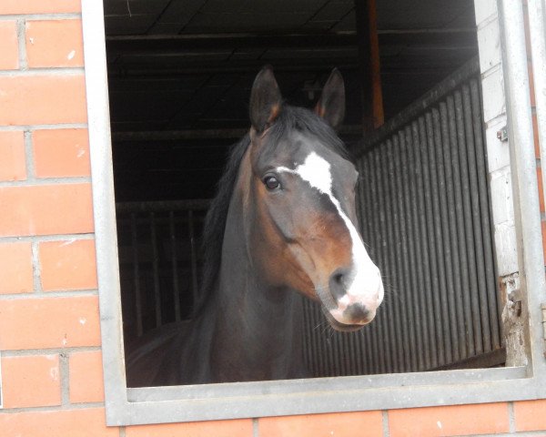 broodmare La Divina S (Oldenburg, 2003, from Levantos I)