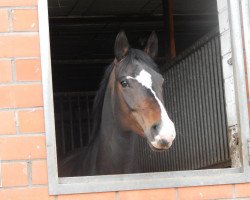 broodmare La Divina S (Oldenburg, 2003, from Levantos I)