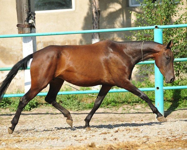 Zuchtstute Aksuyok (Achal Tekkiner, 2007, von Salyr)