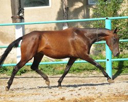 broodmare Aksuyok (Akhal-Teke, 2007, from Salyr)