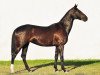 broodmare Aladja 7 (Akhal-Teke, 2000, from Ashug)