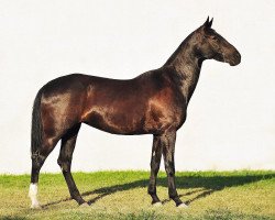 broodmare Aladja 7 (Akhal-Teke, 2000, from Ashug)