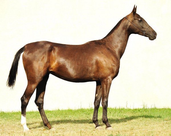 broodmare Mulatka (Akhal-Teke, 2007, from Yazaidym)