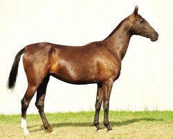 broodmare Mulatka (Akhal-Teke, 2007, from Yazaidym)