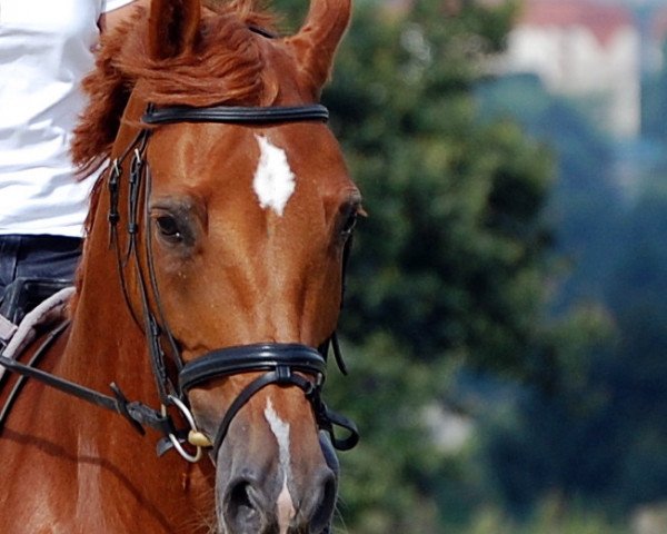 horse Fly-Dancing I.S. (Westphalian, 2000, from Fleurop)