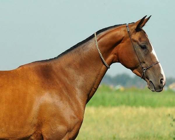 Pferd Buisanch-Kan (Achal Tekkiner, 2009, von Samar-Kan)