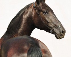 broodmare Kassandra (Akhal-Teke, 2005, from Salyr)