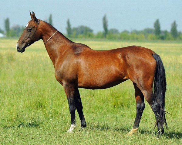 broodmare Tram-Kan (Akhal-Teke, 2003, from Melesur)