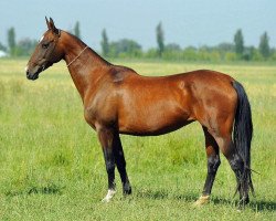 broodmare Tram-Kan (Akhal-Teke, 2003, from Melesur)