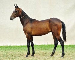 horse Baldy (Akhal-Teke, 2010, from Dallas)