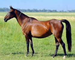 broodmare Sabyrli (Akhal-Teke, 1997, from Gistar 12)