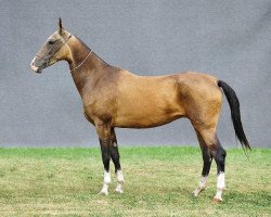 broodmare Guldes (Akhal-Teke, 2006, from Salyr)