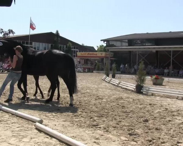 Stutenschau Albachten
Dienstag, den 18.06.2013
