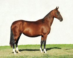 broodmare Gulsary (Akhal-Teke, 2007, from Salyr)