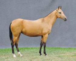 broodmare Ajar (Akhal-Teke, 2005, from Alaman)