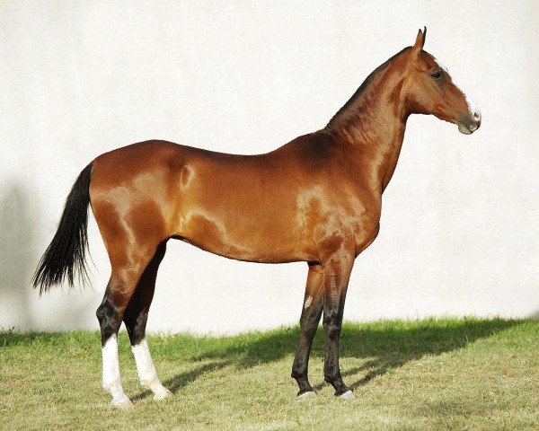 broodmare Beata (Akhal-Teke, 1997, from Polot)