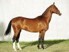 broodmare Beata (Akhal-Teke, 1997, from Polot)