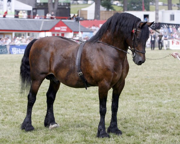stallion Gwenllan Brynmor (Welsh-Cob (Sek. D), 1997, from Gwenllan Sam)