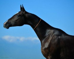 broodmare Gulbakhram (Akhal-Teke, 2011, from Gasyr)