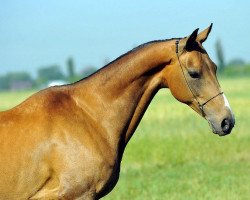 horse Aimel-Kan (Akhal-Teke, 2003, from Melesur)